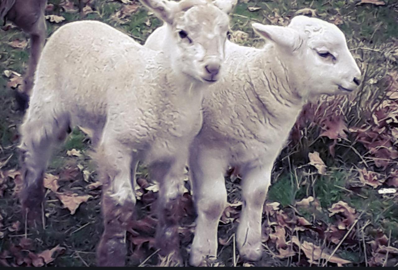 Ecogite Rural La Cle Des Champs Peyrelongue-Abos 外观 照片