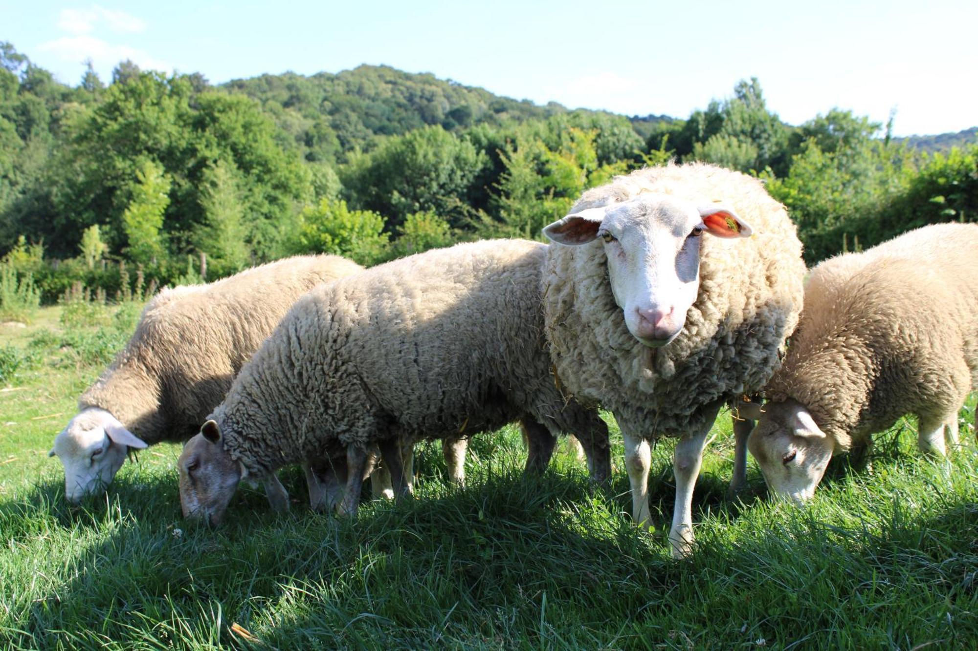 Ecogite Rural La Cle Des Champs Peyrelongue-Abos 客房 照片
